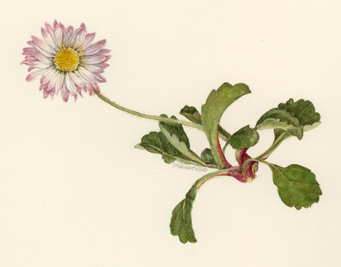 DAISY.jpg