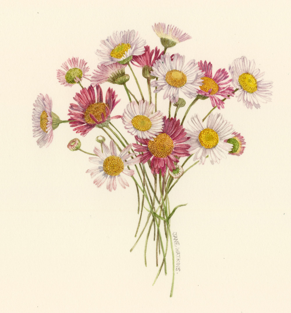 FLEABANE_DAISY_2_.jpg