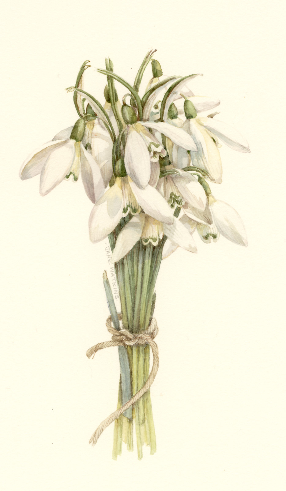 SNOWDROPS.jpg