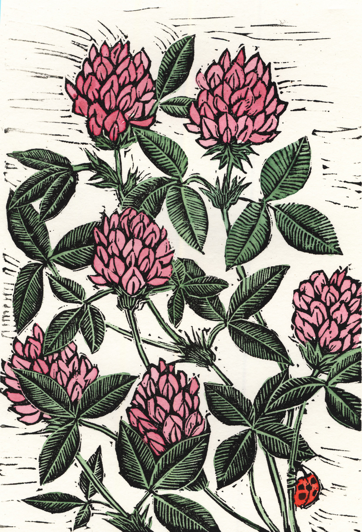 clover.jpg