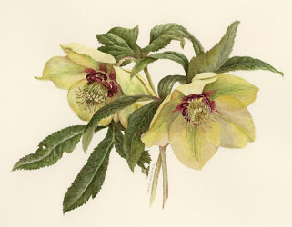 Hellebores - Jane Watkins