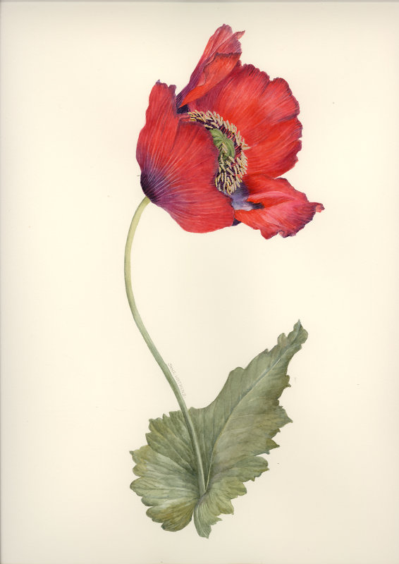 POPPY_3_.jpg - Jane Watkins